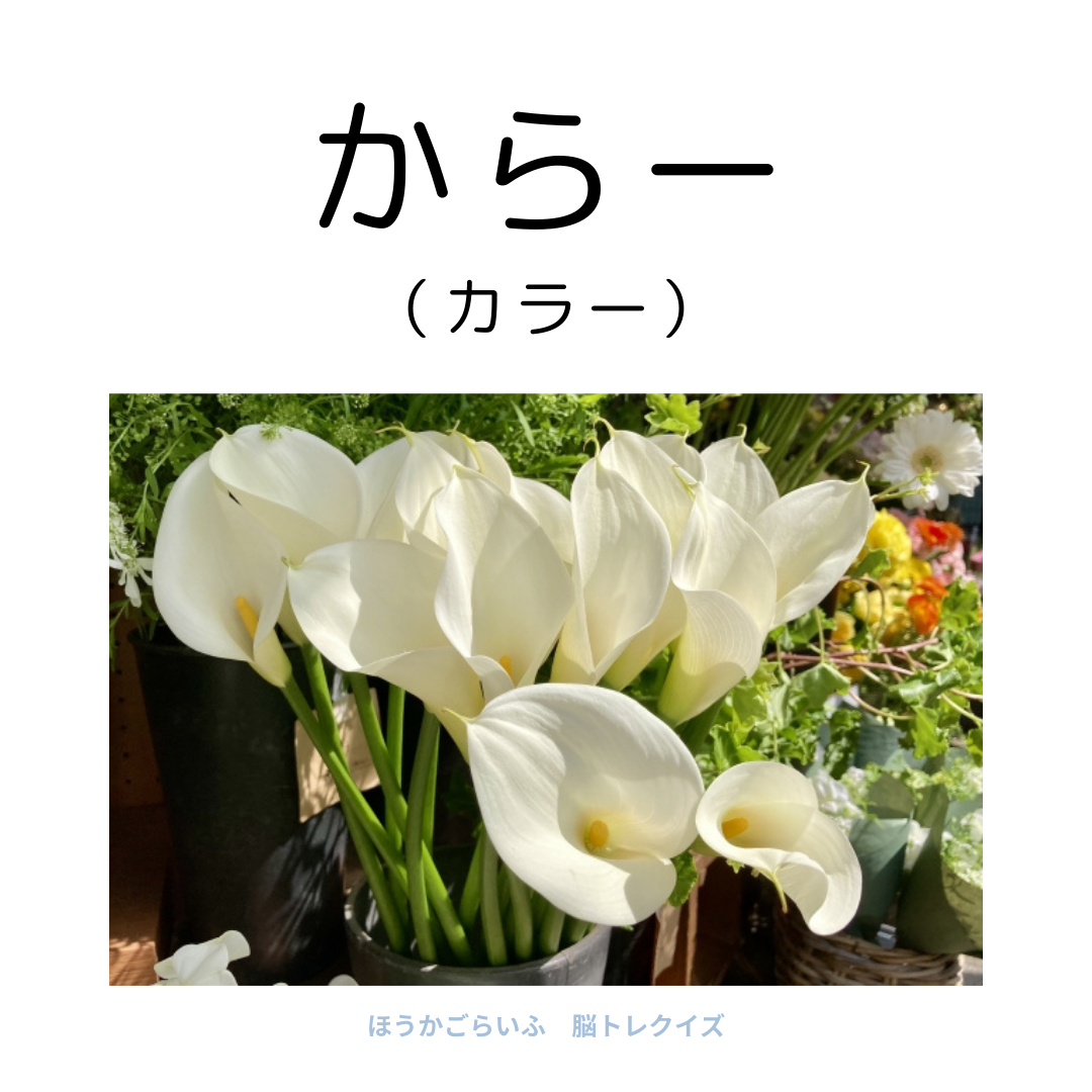 高齢者向け（無料）言葉の並び替えで脳トレしよう！文字（ひらがな）を並び替える簡単なゲーム【花の名前】健康寿命を延ばす鍵